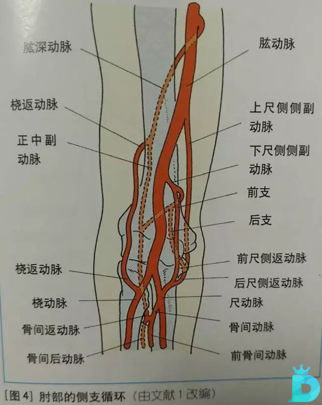 肱动脉的位置图片图片